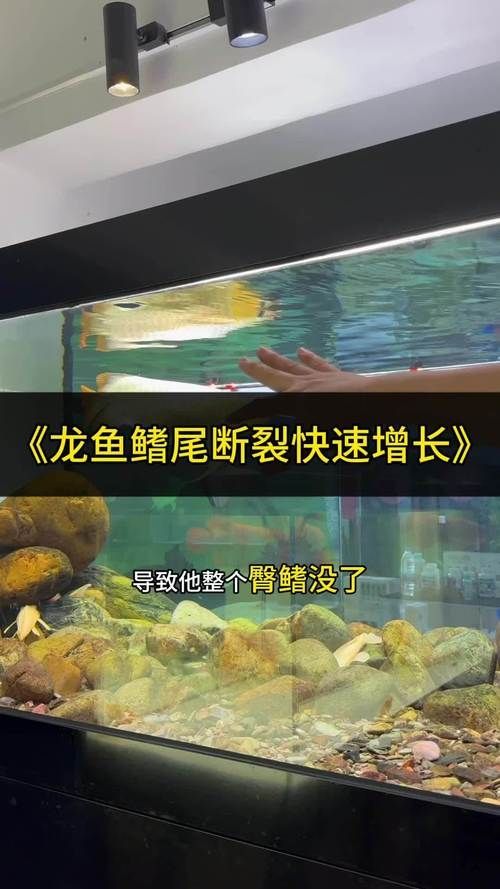 哪些維生素對龍魚鰭條恢復特別重要，維生素c的龍魚鰭條恢復特別重要思考完成龍魚鰭條恢復 哪些維生素對龍魚鰭條恢復特別重要，維生素c的龍魚鰭條恢復特別重要思考完成龍魚鰭條恢復 龍魚百科 第5張
