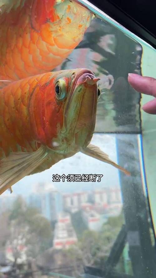 哪些維生素對龍魚鰭條恢復特別重要，維生素c的龍魚鰭條恢復特別重要思考完成龍魚鰭條恢復 哪些維生素對龍魚鰭條恢復特別重要，維生素c的龍魚鰭條恢復特別重要思考完成龍魚鰭條恢復 龍魚百科 第6張