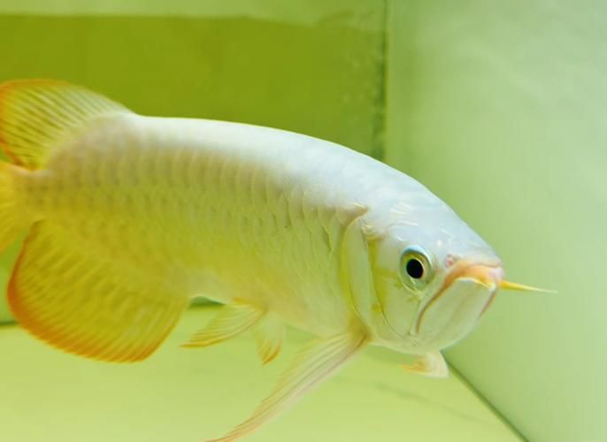 給我一些龍魚外傷恢復的圖片案例，如何判斷龍魚外傷恢復的每日護理清單