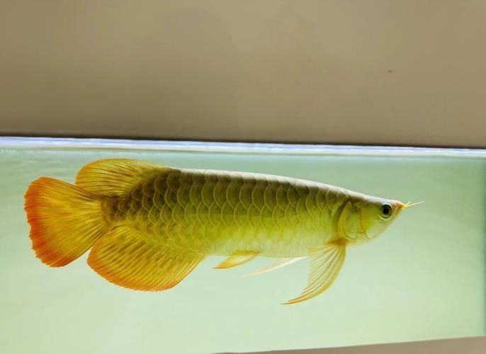 給我一些龍魚外傷恢復的圖片案例，如何判斷龍魚外傷恢復的每日護理清單