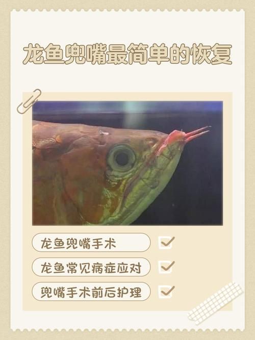給我一些龍魚外傷恢復的圖片案例，如何判斷龍魚外傷恢復的每日護理清單