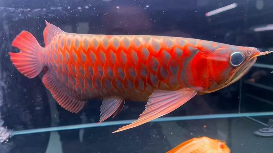 有哪些知名漁場出品大湖紅龍？，大湖紅一，