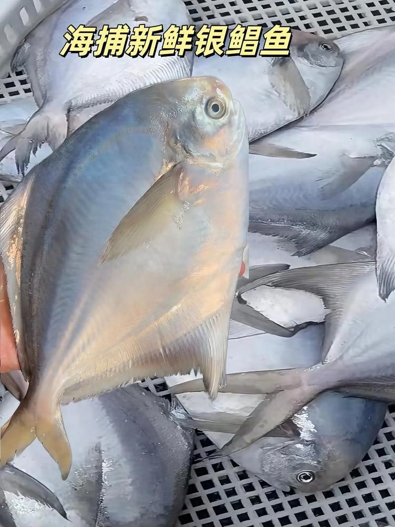 如何區分從化龍魚和鯧魚？，如何區分“從化龍魚”與“鯧魚” 如何區分從化龍魚和鯧魚？，如何區分“從化龍魚”與“鯧魚” 龍魚百科 第11張