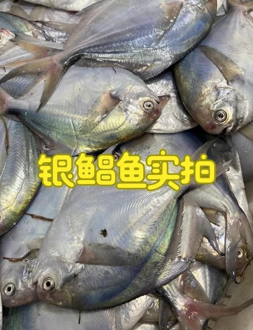 如何區分從化龍魚和鯧魚？，如何區分“從化龍魚”與“鯧魚” 如何區分從化龍魚和鯧魚？，如何區分“從化龍魚”與“鯧魚” 龍魚百科 第10張