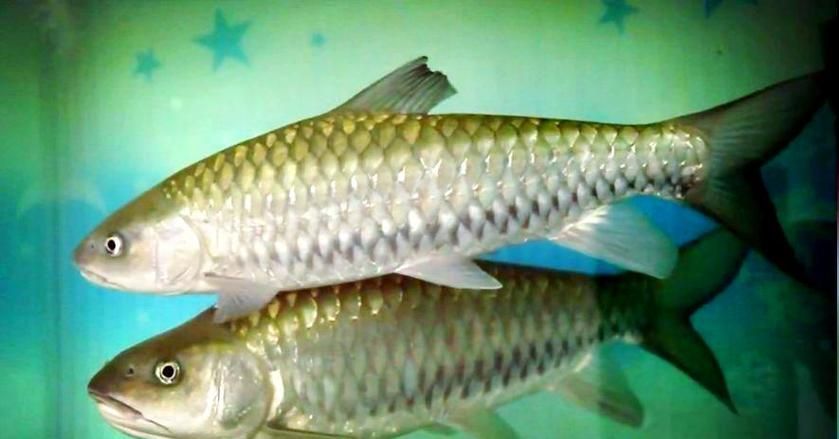 如何區分從化龍魚和鯧魚？，如何區分“從化龍魚”與“鯧魚” 如何區分從化龍魚和鯧魚？，如何區分“從化龍魚”與“鯧魚” 龍魚百科 第3張
