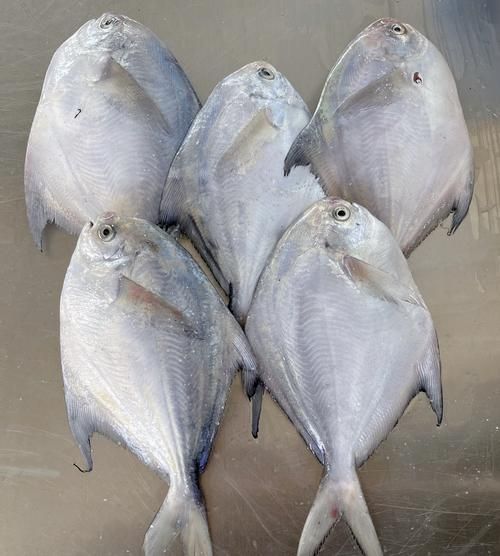 如何區分從化龍魚和鯧魚？，如何區分“從化龍魚”與“鯧魚” 如何區分從化龍魚和鯧魚？，如何區分“從化龍魚”與“鯧魚” 龍魚百科 第7張
