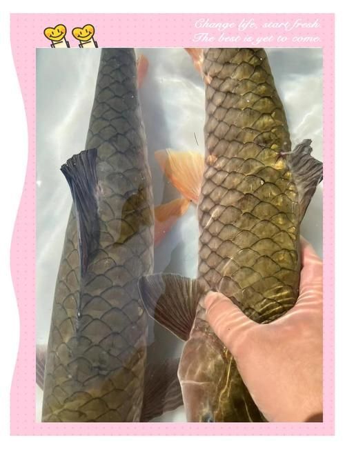如何區分從化龍魚和鯧魚？，如何區分“從化龍魚”與“鯧魚” 如何區分從化龍魚和鯧魚？，如何區分“從化龍魚”與“鯧魚” 龍魚百科 第1張