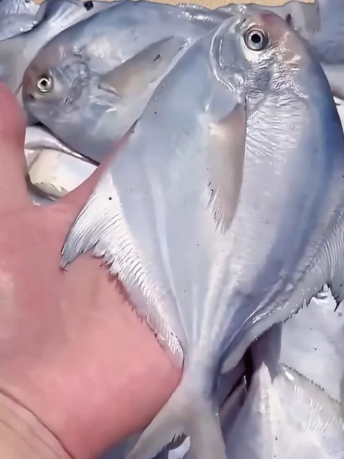 如何區分從化龍魚和鯧魚？，如何區分“從化龍魚”與“鯧魚” 如何區分從化龍魚和鯧魚？，如何區分“從化龍魚”與“鯧魚” 龍魚百科 第8張