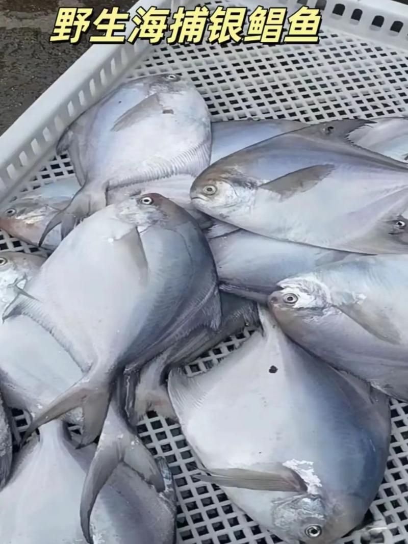 如何區分從化龍魚和鯧魚？，如何區分“從化龍魚”與“鯧魚” 如何區分從化龍魚和鯧魚？，如何區分“從化龍魚”與“鯧魚” 龍魚百科 第9張