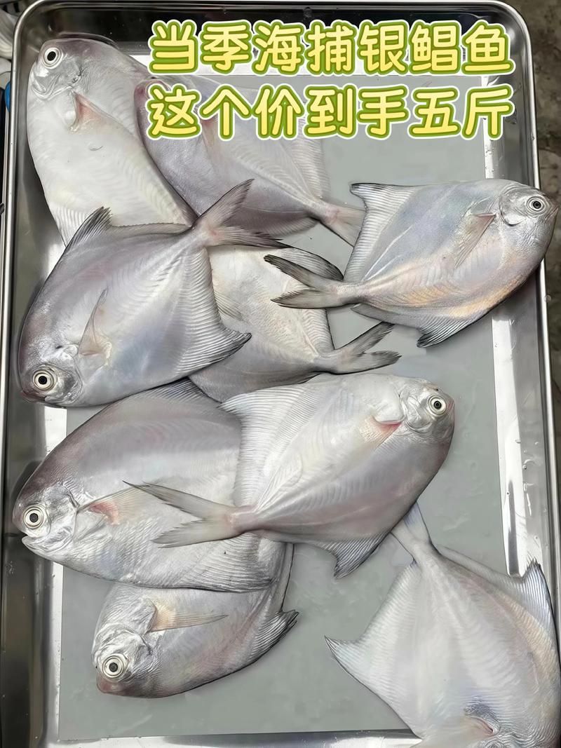 如何區分從化龍魚和鯧魚？，如何區分“從化龍魚”與“鯧魚” 如何區分從化龍魚和鯧魚？，如何區分“從化龍魚”與“鯧魚” 龍魚百科 第12張