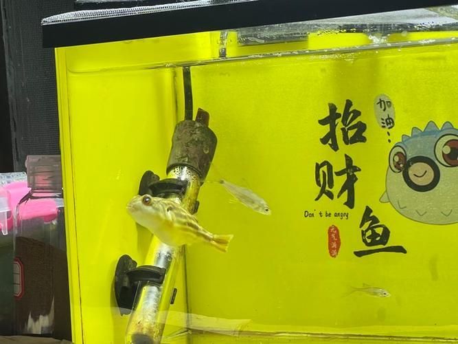 如何配置適合斑馬狗頭的魚缸？，斑馬狗頭如何配置