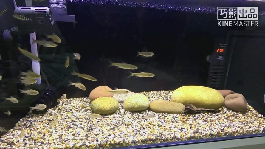 如何配置適合斑馬狗頭的魚缸？，斑馬狗頭如何配置