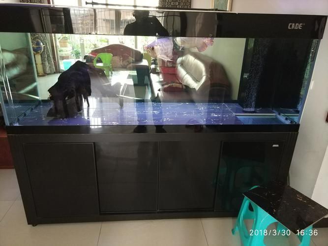 如何配置適合斑馬狗頭的魚缸？，斑馬狗頭如何配置