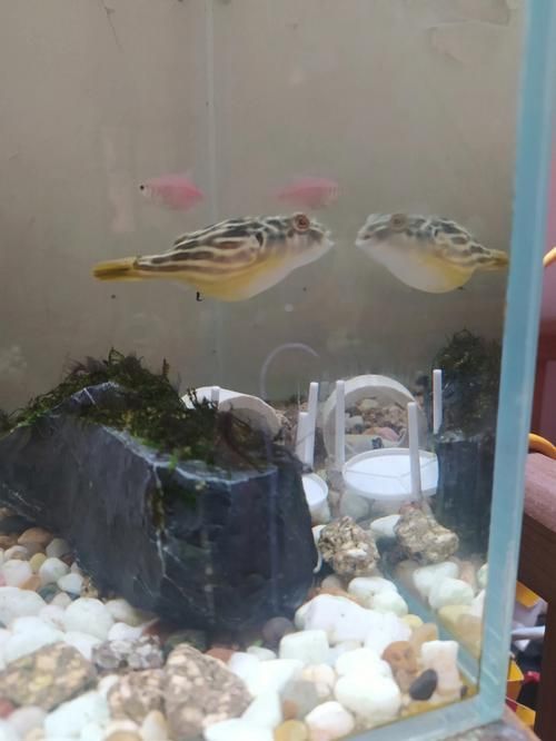 如何配置適合斑馬狗頭的魚缸？，斑馬狗頭如何配置