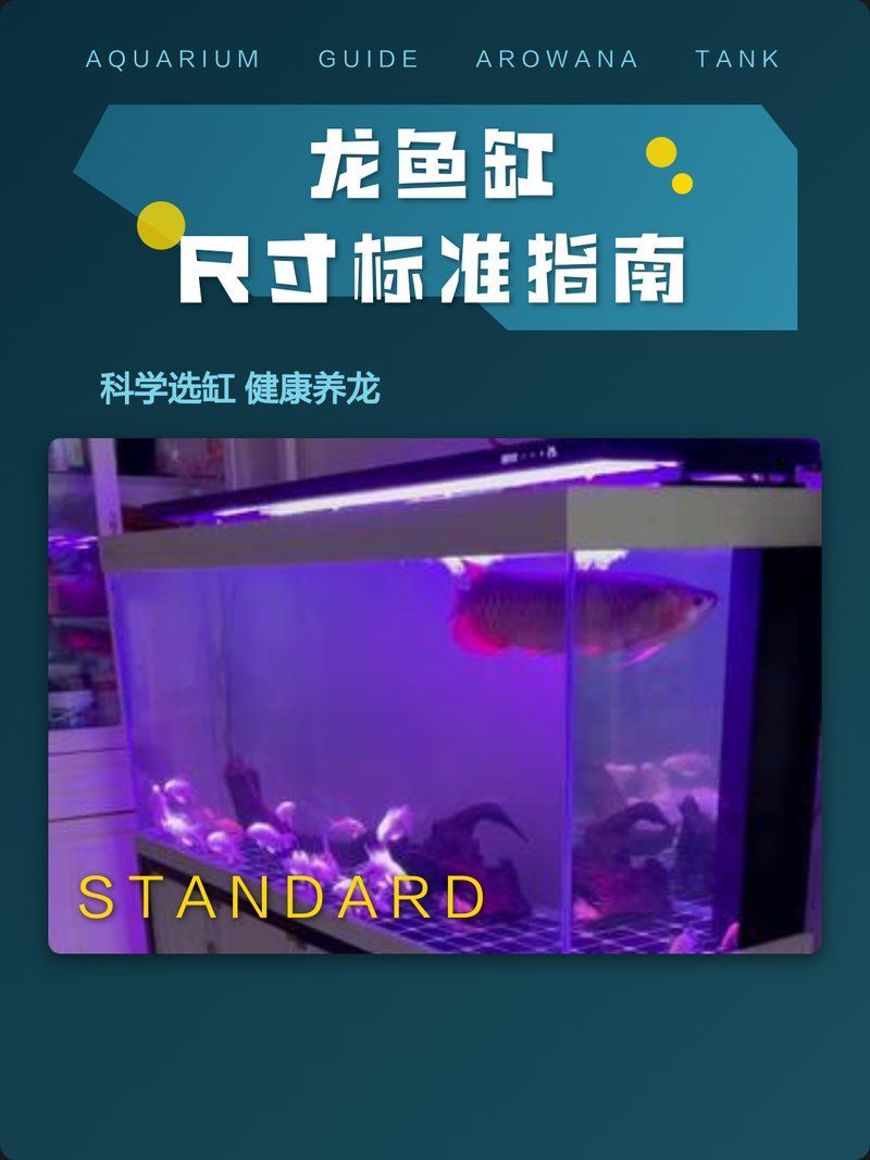 如何選擇適合龍魚的高端魚缸？