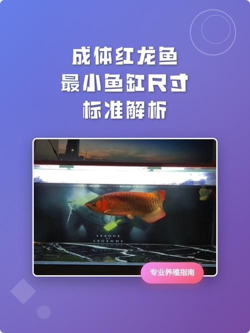 如何選擇適合龍魚的高端魚缸？