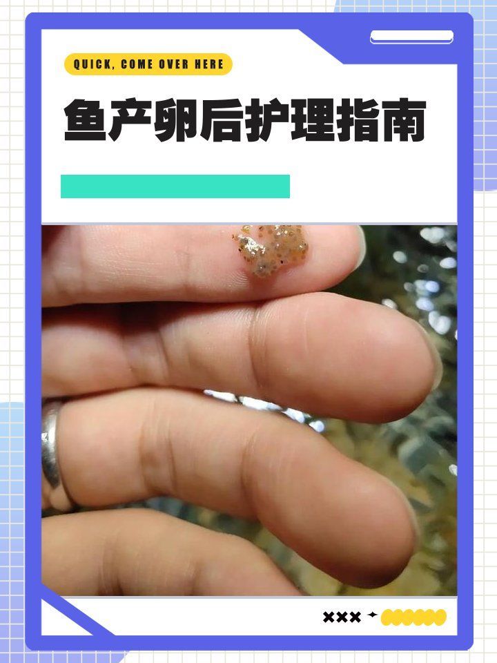 大肚子金魚產(chǎn)卵后如何護(hù)理，大肚子金魚產(chǎn)卵后如何護(hù)理，金魚產(chǎn)卵后護(hù)理的7天關(guān)鍵節(jié)點(diǎn)清單