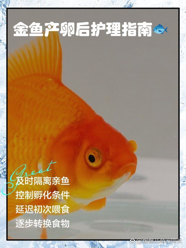 大肚子金魚產(chǎn)卵后如何護(hù)理，大肚子金魚產(chǎn)卵后如何護(hù)理，金魚產(chǎn)卵后護(hù)理的7天關(guān)鍵節(jié)點(diǎn)清單