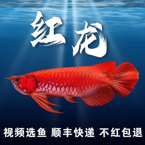 龍魚產品有幾種，十款熱門熱門龍魚大揭秘