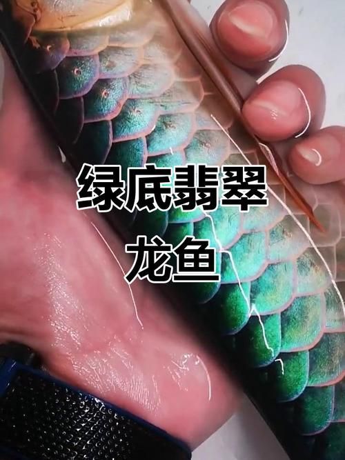 如何鑒別真假寧國龍魚？，如何鑒別寧國龍魚