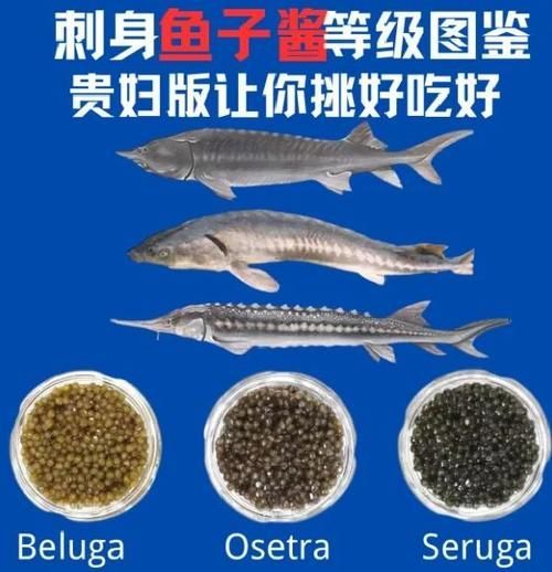 有哪些食物對魚鰭充血有害