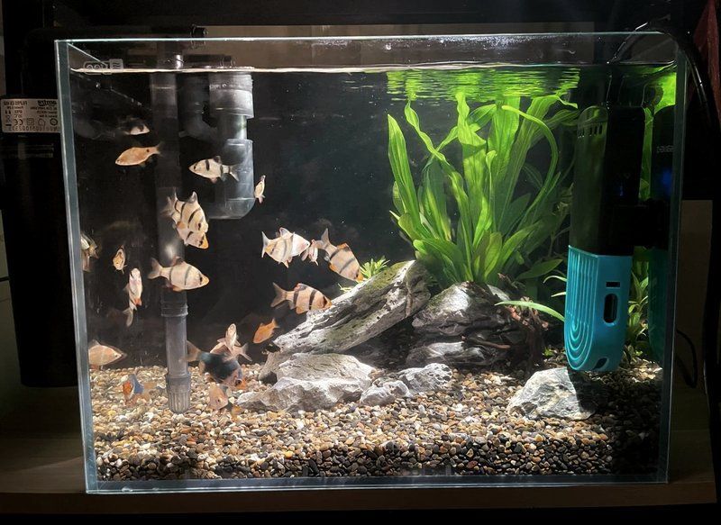 養(yǎng)七條魚(yú)需要哪些設(shè)備，養(yǎng)七條魚(yú)需要哪些設(shè)備小魚(yú)缸全套設(shè)備大揭秘
