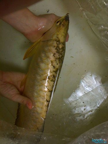 給我一些鑒別武吉美拉金龍魚的圖片，如何鑒別武吉美拉金龍魚 給我一些鑒別武吉美拉金龍魚的圖片，如何鑒別武吉美拉金龍魚 龍魚百科 第10張