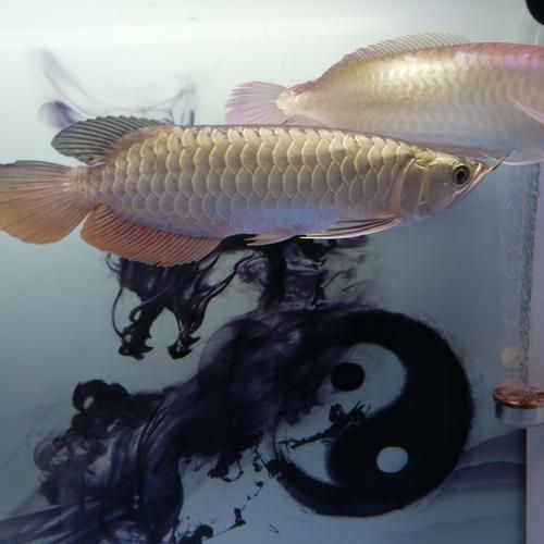 給我一些鑒別武吉美拉金龍魚的圖片，如何鑒別武吉美拉金龍魚 給我一些鑒別武吉美拉金龍魚的圖片，如何鑒別武吉美拉金龍魚 龍魚百科 第11張