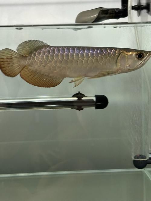 給我一些鑒別武吉美拉金龍魚的圖片，如何鑒別武吉美拉金龍魚 給我一些鑒別武吉美拉金龍魚的圖片，如何鑒別武吉美拉金龍魚 龍魚百科 第2張