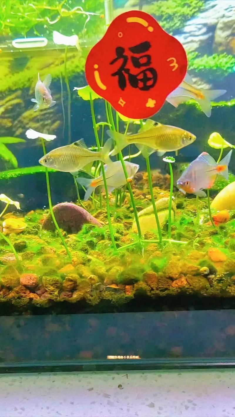 能否提供一張更詳細的繁殖環境圖，關于植物的繁殖環境的問題 能否提供一張更詳細的繁殖環境圖，關于植物的繁殖環境的問題 龍魚百科 第2張