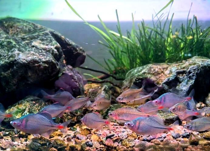 能否提供一張更詳細的繁殖環境圖，關于植物的繁殖環境的問題 能否提供一張更詳細的繁殖環境圖，關于植物的繁殖環境的問題 龍魚百科 第3張