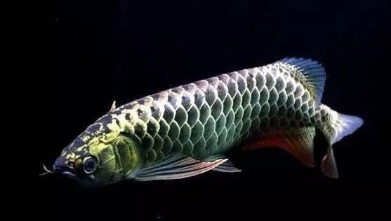 龍魚細菌感染治療期間需要停食嗎？，在龍魚細菌感染治療期間需要停食嗎？