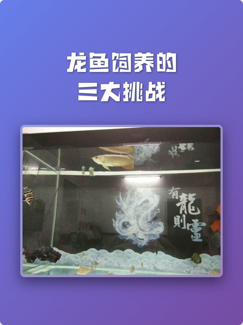 金龍魚和龍魚哪個更適合飼養？，金龍魚和龍魚哪個更適合新手飼養金龍魚更適合新手飼養 金龍魚和龍魚哪個更適合飼養？，金龍魚和龍魚哪個更適合新手飼養金龍魚更適合新手飼養 龍魚百科 第2張