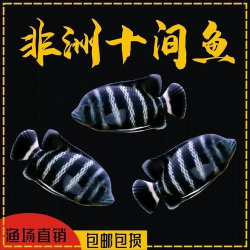 龍魚死亡后多久會吸收負能量？，龍魚死亡后凈化 龍魚死亡后多久會吸收負能量？，龍魚死亡后凈化 龍魚百科 第4張