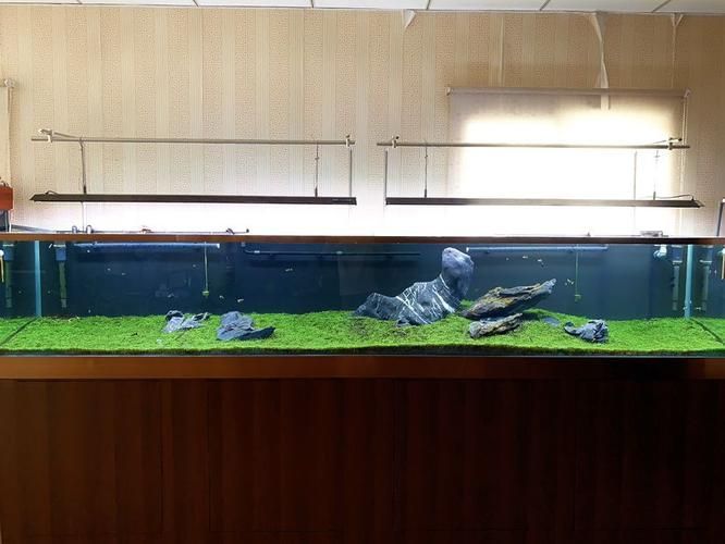 過背金龍魚缸裝飾品推薦，過背金龍魚缸裝飾 過背金龍魚缸裝飾品推薦，過背金龍魚缸裝飾 龍魚百科 第4張