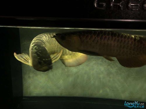 過背金龍魚缸裝飾品推薦，過背金龍魚缸裝飾 過背金龍魚缸裝飾品推薦，過背金龍魚缸裝飾 龍魚百科 第7張