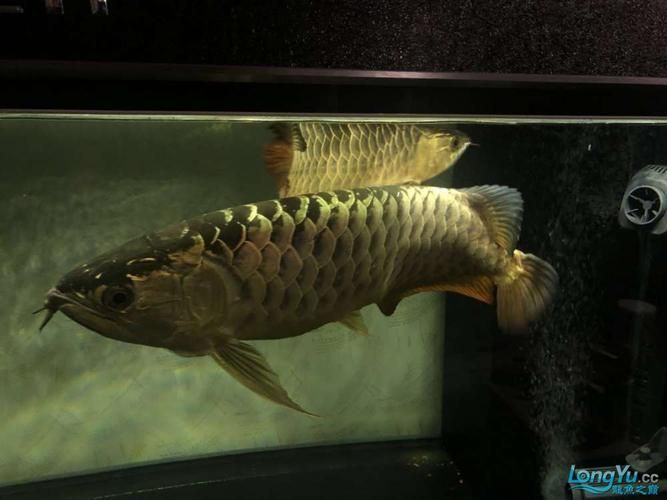 過背金龍魚缸裝飾品推薦，過背金龍魚缸裝飾 過背金龍魚缸裝飾品推薦，過背金龍魚缸裝飾 龍魚百科 第3張