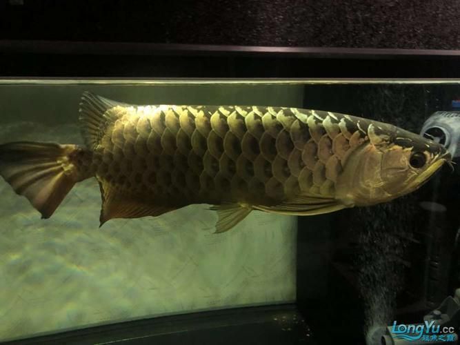 過背金龍魚缸裝飾品推薦，過背金龍魚缸裝飾 過背金龍魚缸裝飾品推薦，過背金龍魚缸裝飾 龍魚百科 第5張