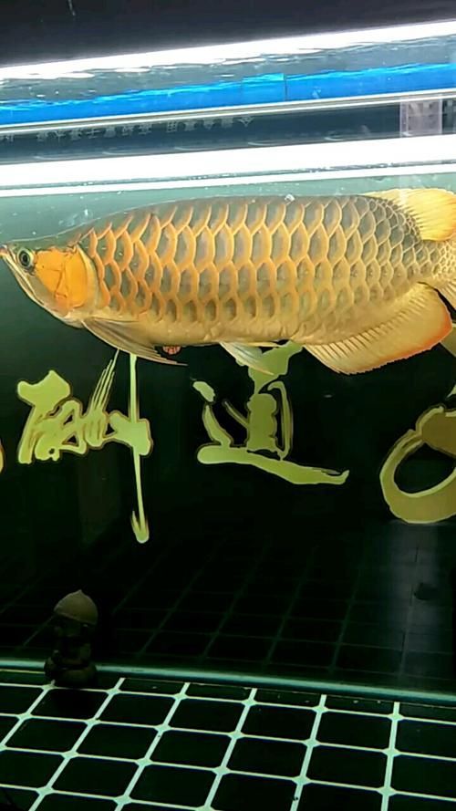 戰車紅龍魚的價格范圍，戰車紅龍魚市場價格走勢如何戰車紅龍魚市場價格走勢 戰車紅龍魚的價格范圍，戰車紅龍魚市場價格走勢如何戰車紅龍魚市場價格走勢 龍魚百科 第2張