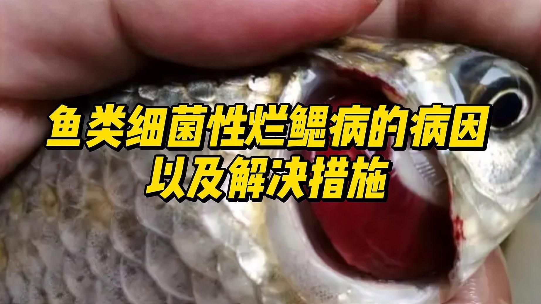 魚鰓爛了能恢復嗎，魚鰓爛了能恢復嗎, 魚鰓爛了能恢復嗎，魚鰓爛了能恢復嗎, 龍魚百科 第2張