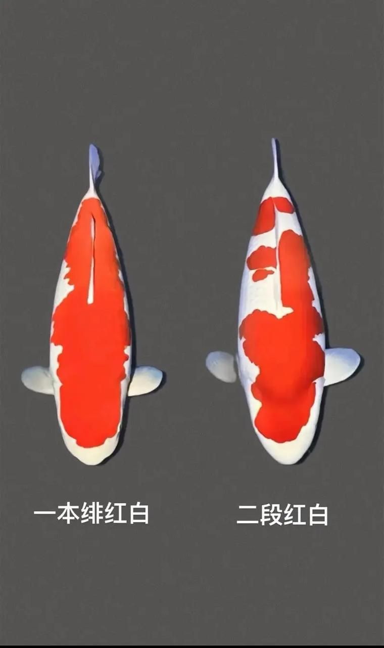 如何判斷錦鯉發紅是否嚴重,如何判斷錦鯉發紅嚴重 龍魚百科 第5張 如何判斷錦鯉發紅是否嚴重,如何判斷錦鯉發紅嚴重 如何判斷錦鯉發紅是否嚴重,如何判斷錦鯉發紅嚴重 龍魚百科 第5張
