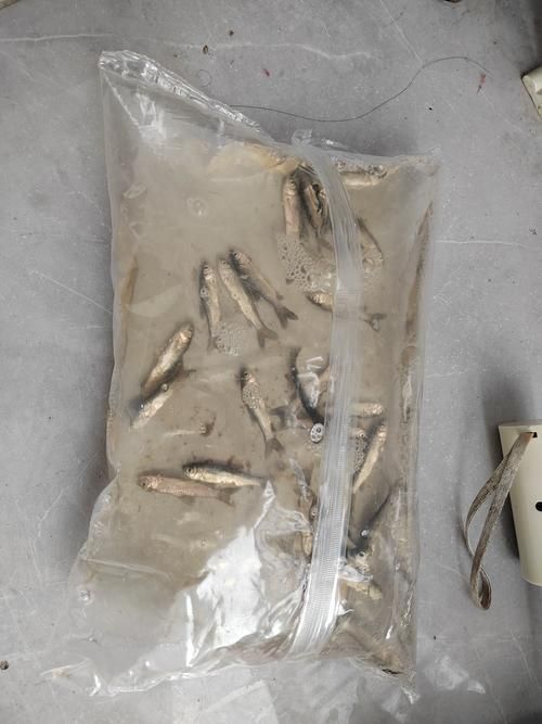 小火龍魚死亡樣子,小火龍魚死亡后多久會腐爛小火龍魚死亡后多久會腐爛 龍魚百科 第6張 小火龍魚死亡樣子,小火龍魚死亡后多久會腐爛小火龍魚死亡后多久會腐爛 小火龍魚死亡樣子,小火龍魚死亡后多久會腐爛小火龍魚死亡后多久會腐爛 龍魚百科 第6張