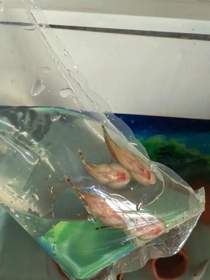 小火龍魚死亡樣子,小火龍魚死亡后多久會腐爛小火龍魚死亡后多久會腐爛 龍魚百科 第5張 小火龍魚死亡樣子,小火龍魚死亡后多久會腐爛小火龍魚死亡后多久會腐爛 小火龍魚死亡樣子,小火龍魚死亡后多久會腐爛小火龍魚死亡后多久會腐爛 龍魚百科 第5張