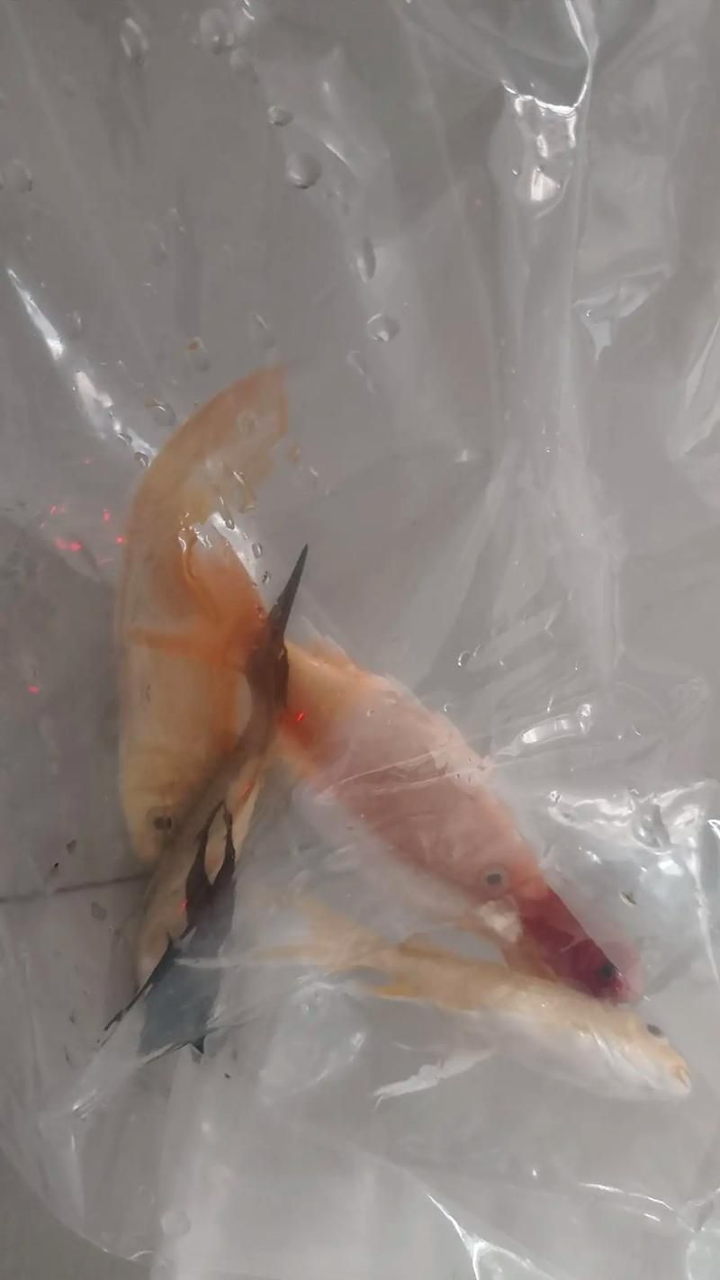 小火龍魚死亡樣子,小火龍魚死亡后多久會腐爛小火龍魚死亡后多久會腐爛 龍魚百科 第2張 小火龍魚死亡樣子,小火龍魚死亡后多久會腐爛小火龍魚死亡后多久會腐爛 小火龍魚死亡樣子,小火龍魚死亡后多久會腐爛小火龍魚死亡后多久會腐爛 龍魚百科 第2張