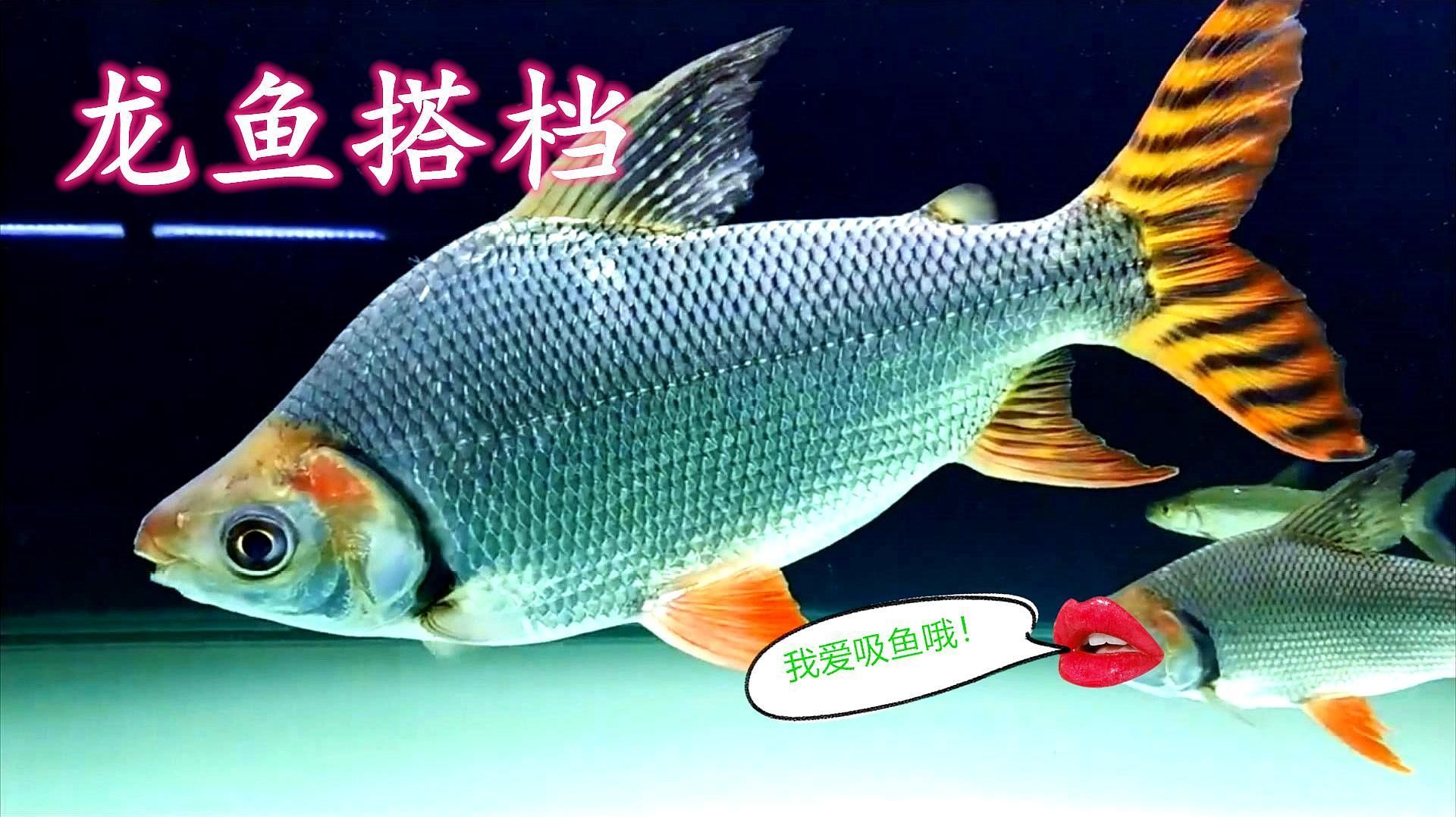 飛鳳魚在龍魚缸中有什么作用？，飛鳳魚在龍魚缸中有什么作用， 飛鳳魚在龍魚缸中有什么作用？，飛鳳魚在龍魚缸中有什么作用， 龍魚百科