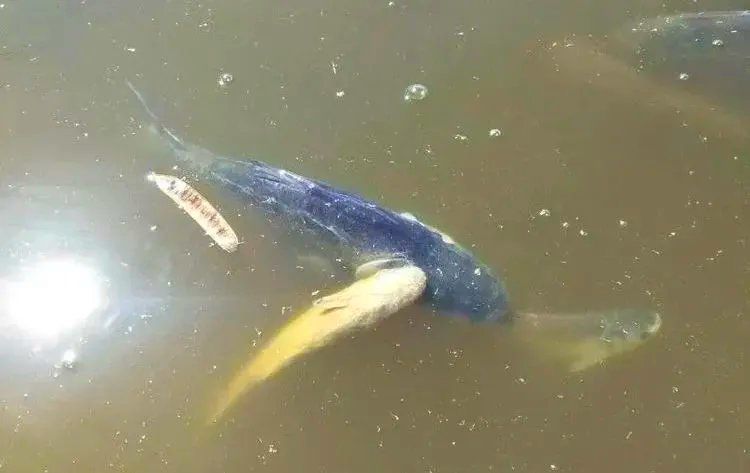 水霉病預防措施有哪些，冬季養(yǎng)魚必看:水霉病防治全攻略光影粒粒安,水霉病高發(fā)期 水霉病預防措施有哪些，冬季養(yǎng)魚必看:水霉病防治全攻略光影粒粒安,水霉病高發(fā)期 龍魚百科 第4張