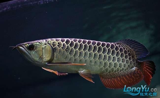 紫底藍底過背金龍魚哪個品種更貴，紫底藍底過背金龍魚哪個品種更貴哪個品種更貴 紫底藍底過背金龍魚哪個品種更貴，紫底藍底過背金龍魚哪個品種更貴哪個品種更貴 龍魚百科 第3張