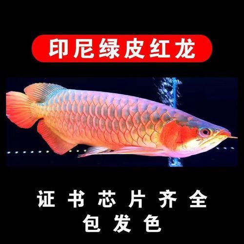 哪里可以買到正品紅龍幼苗，紅龍幼苗的購買渠道 哪里可以買到正品紅龍幼苗，紅龍幼苗的購買渠道 龍魚百科 第2張