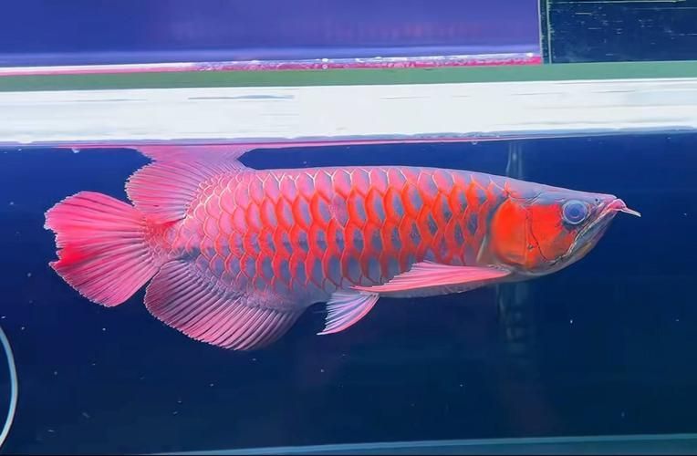 大湖紅龍繁殖需要哪些特殊設(shè)備，大湖紅龍（紅龍繁殖所需的特殊設(shè)備思考完整回答信息整理完整回答 大湖紅龍繁殖需要哪些特殊設(shè)備，大湖紅龍（紅龍繁殖所需的特殊設(shè)備思考完整回答信息整理完整回答 龍魚百科 第5張