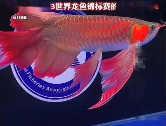 南沙龍魚公開賽的歷史成績,關于南沙龍魚公開賽歷史成績 龍魚百科 第4張 南沙龍魚公開賽的歷史成績,關于南沙龍魚公開賽歷史成績 南沙龍魚公開賽的歷史成績,關于南沙龍魚公開賽歷史成績 龍魚百科 第4張